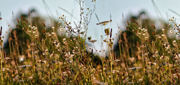 wild grasses